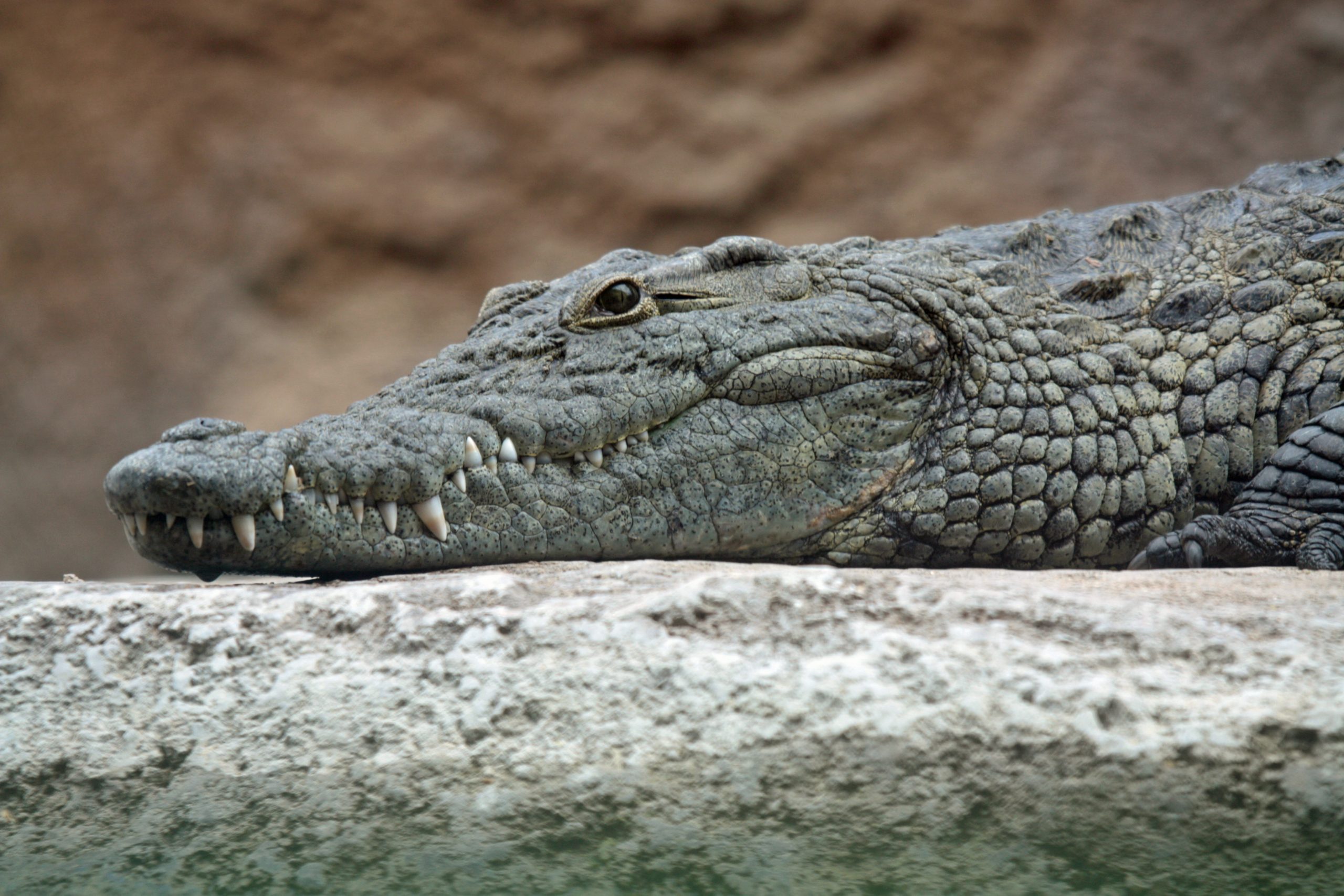 Nile_crocodile_head