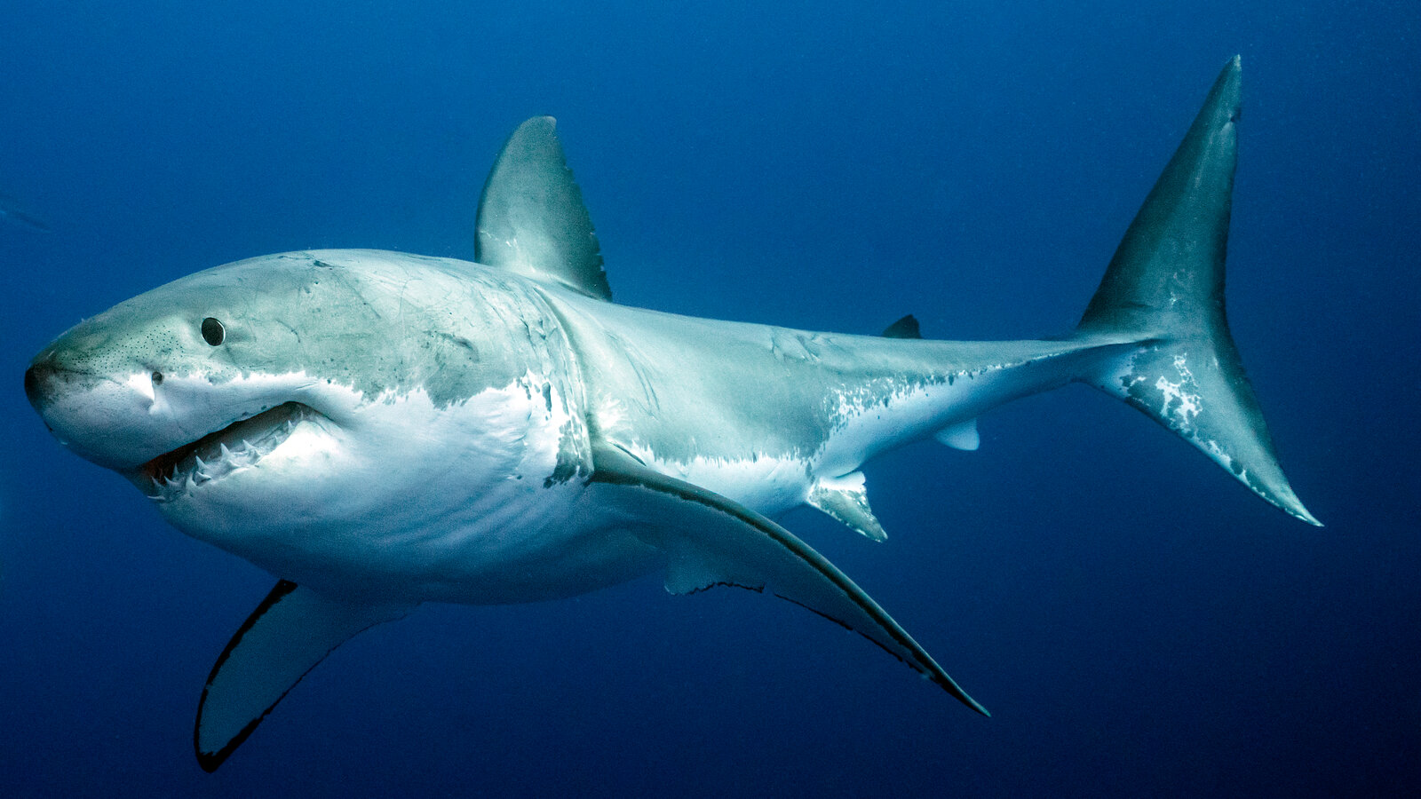 5 lakh sharks could be killed to develop coronavirus vaccine