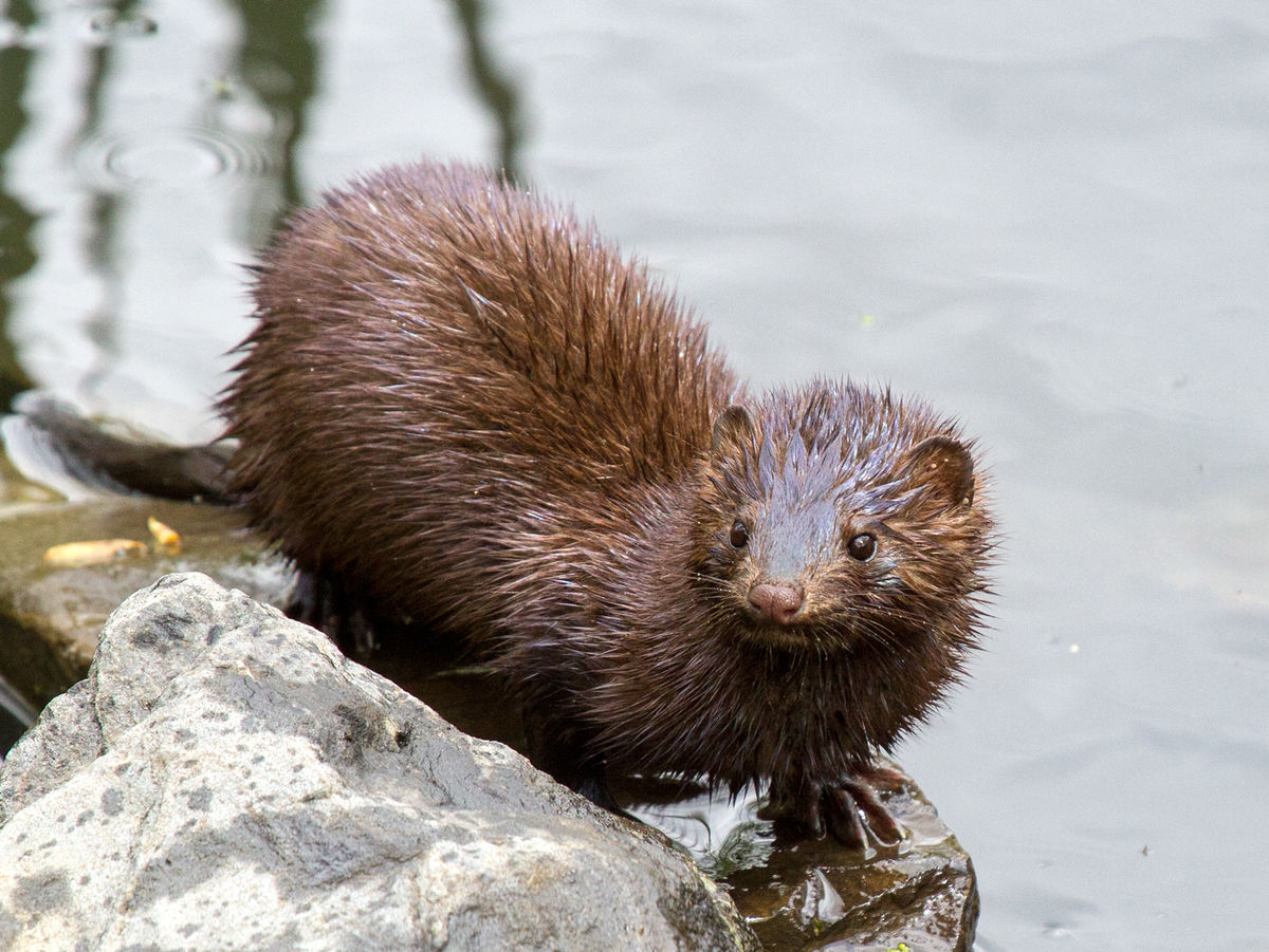 Mammals May be Infected by Corona: Thousands of Minks killed in US: Study