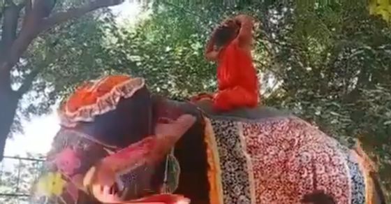 Baba Ramdev Falls off an Elephant, No Injury