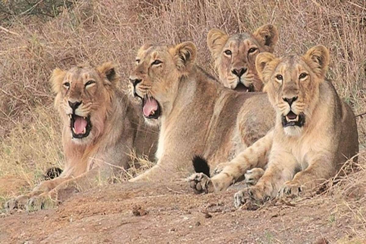 Gir Lion Safari Parks Reopened for Tourists after 6 Months