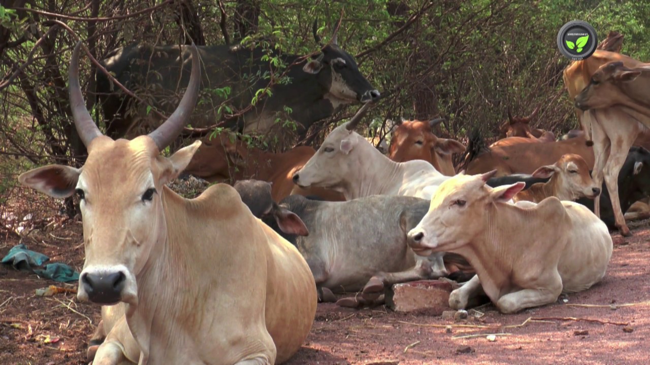 52 Kgs of Plastic Wastes, Nails, Removed from a Cow’s Stomach