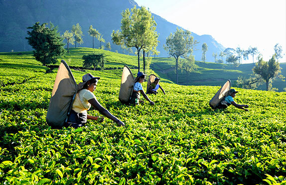 Sri Lanka Tea Board Promotes Ceylon Tea with Tea dyed face masks