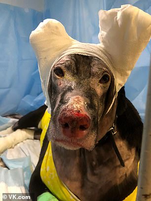 An Alert Dog Saves Four Elderly Patients from Fire but Got Herself Badly Burnt, Recovering