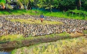 Central Teams Deployed in Kerala and Haryana to Control Bird Flu