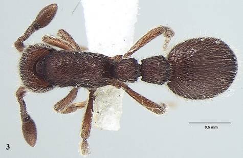 Nature: New ant species discovered from Kerala