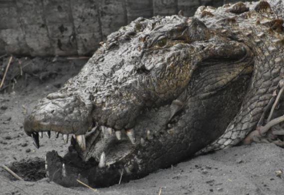 Uttar Pradesh: Crocodile Devours Man near Dudhwa Forest