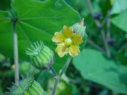 Velvetleaf Plant Extract May Prevent Covid-19: Study Shows