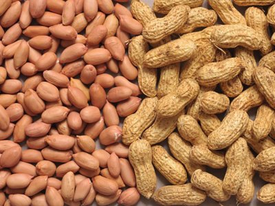 groundnut-representation-1