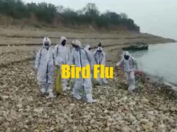 bird-flu