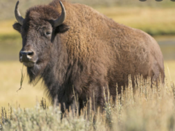 bison