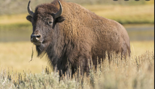 Wild life: Bison found dead at Kanan Zoo in Chhattisgarh