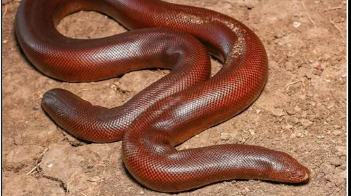 Wildlife: Two held in MP for hoarding rare snakes worth Rs.2.25 cr