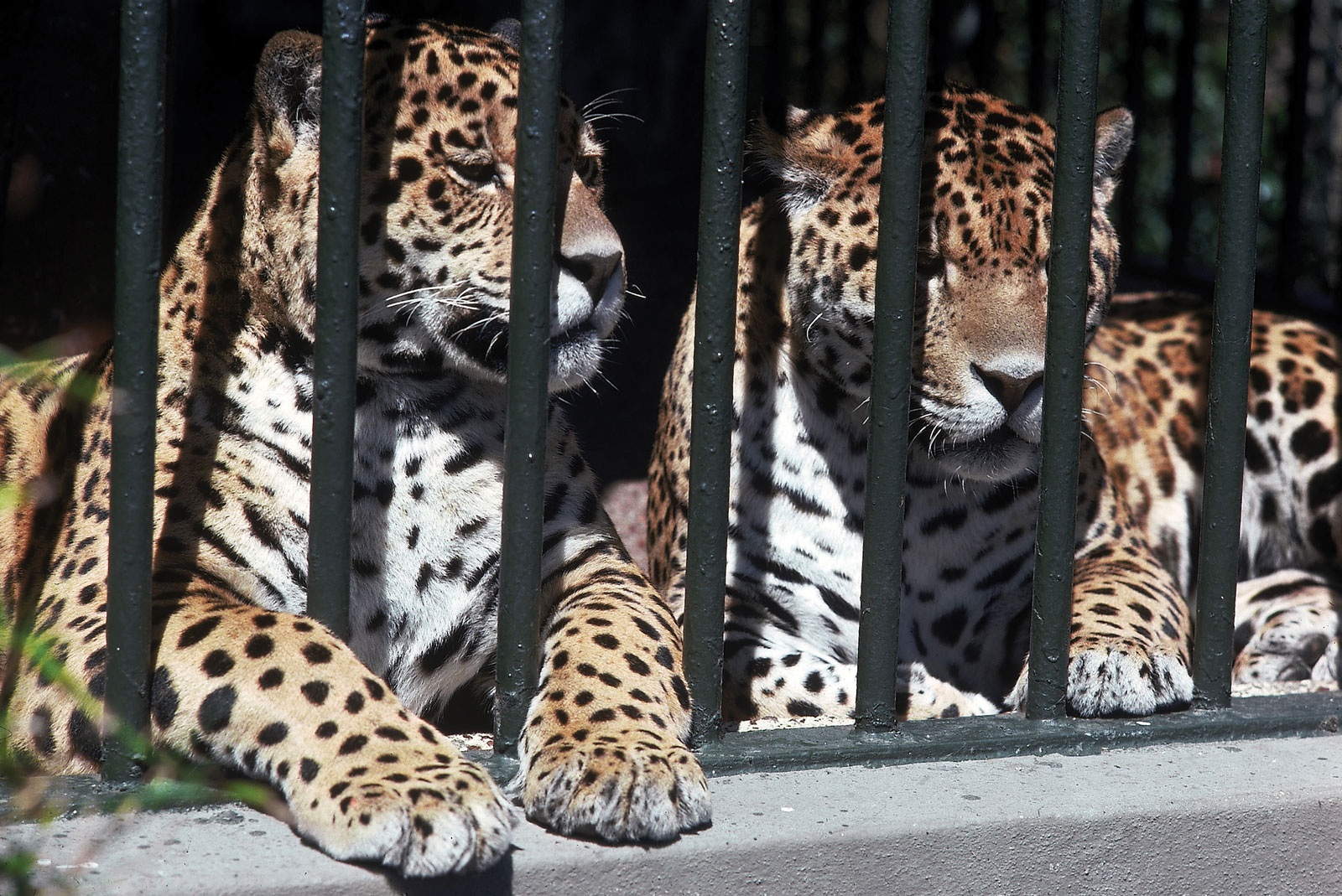 Bhupender Yadav asks Zoos across the country to focus on local birds and animals as priority species