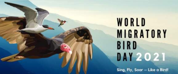 World Migratory Bird Day 2021: Sing. Fly. Soar. Like a Bird!