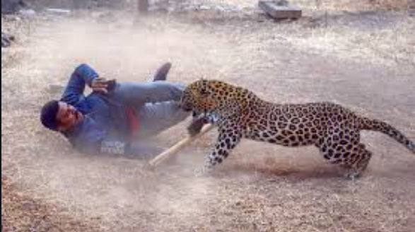 Wild life: Leopard attacks morning walkers in Pune