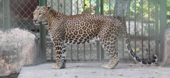 Project Leopard: Four rescue centres to come up in Uttar Pradesh