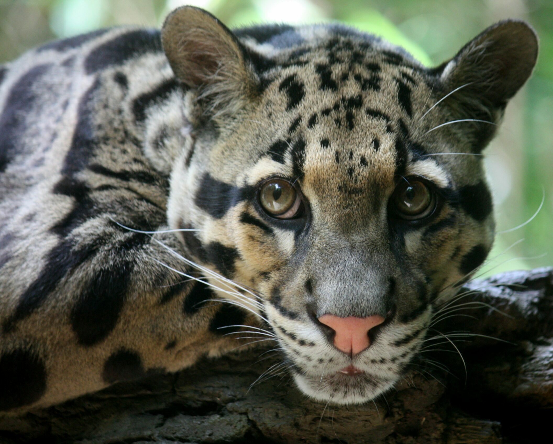 Four Rare Clouded Leopards Sighted in Nagaland