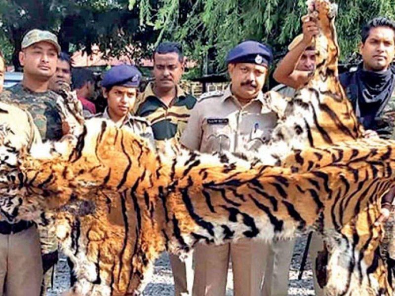Three Men Arrested with Royal Bengal Tiger Skin in Assam