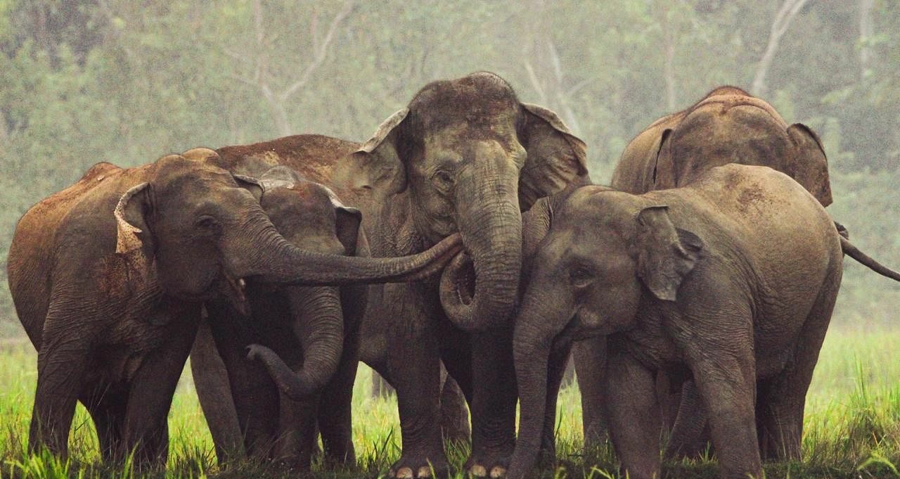 6 Elephants Return after Entering Bangladesh