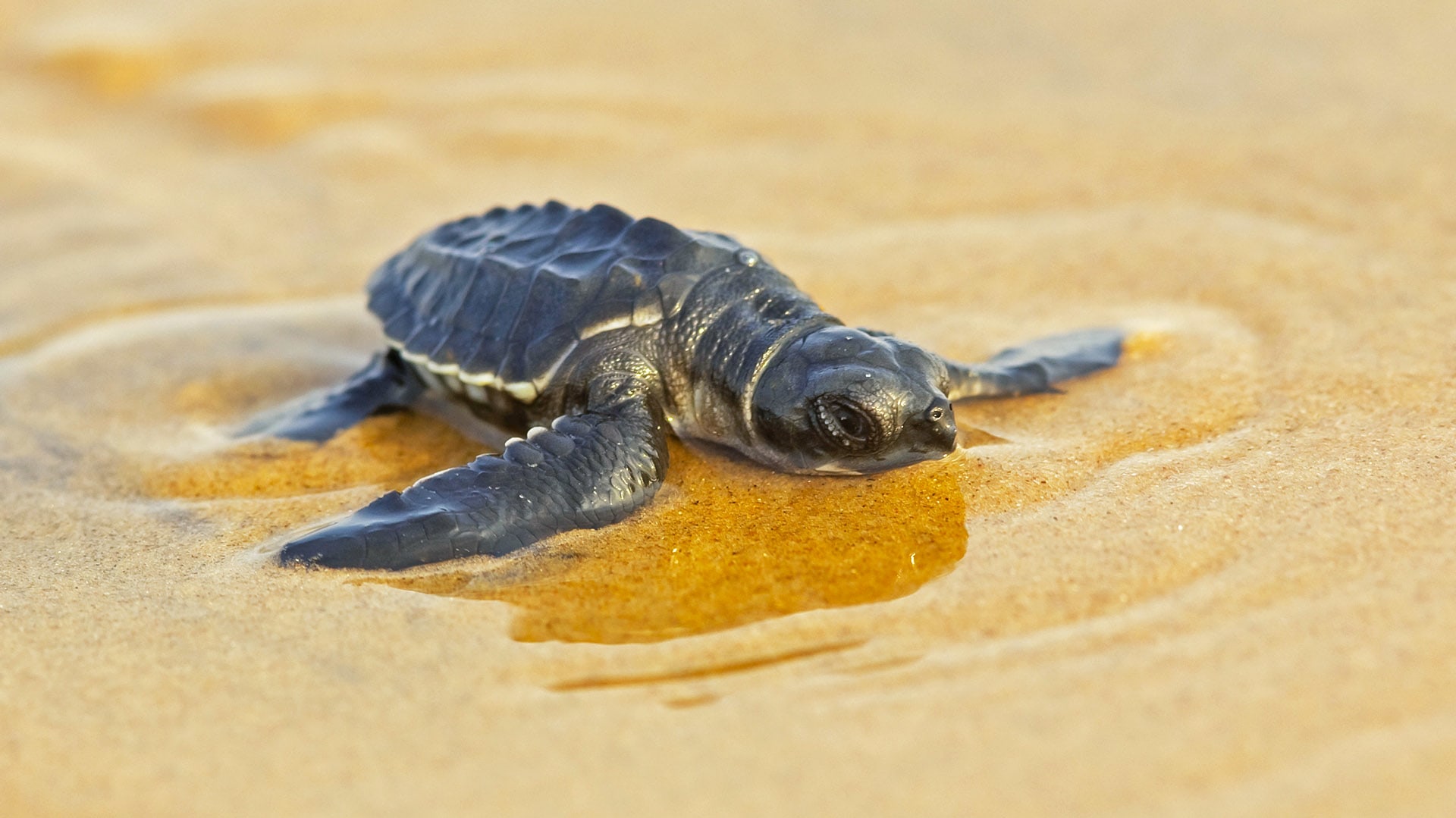 Climate Change impacts nesting of Olive Ridley Turtles