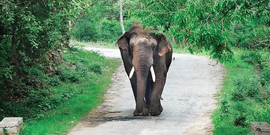 Man Killed by Wild Elephant in Chhattisgarh