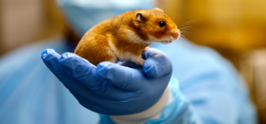 Covid-19: Are pet rodents the primary source of the pandemic?