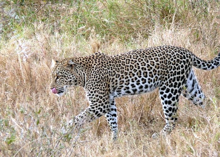 MP: Leopard seen in the forests area of Dewas, Local advised not to go alone