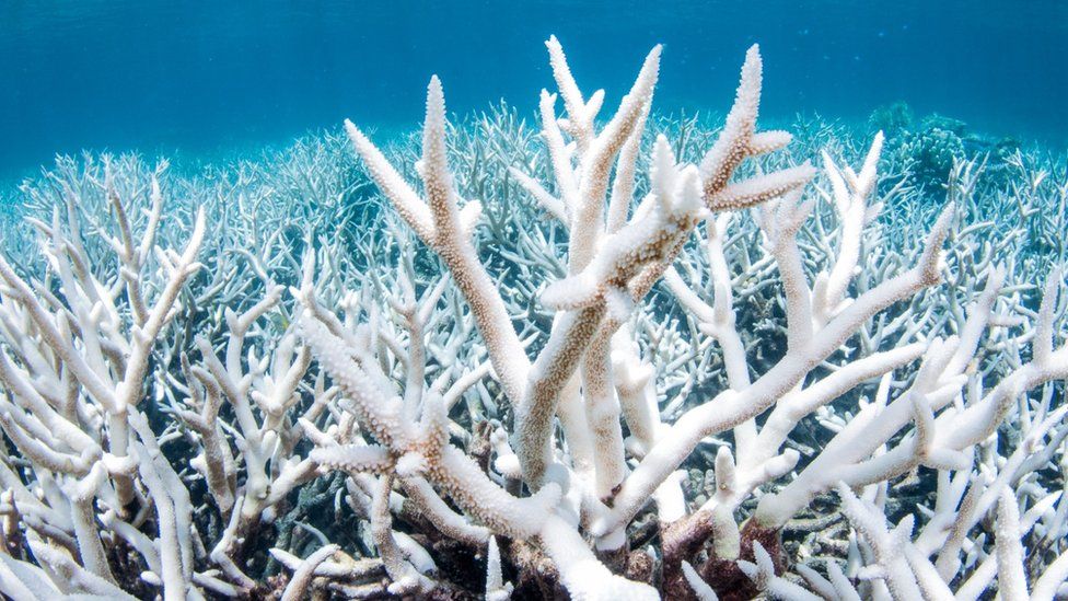 The Great Barrier Reef suffers from Mass Coral Bleaching