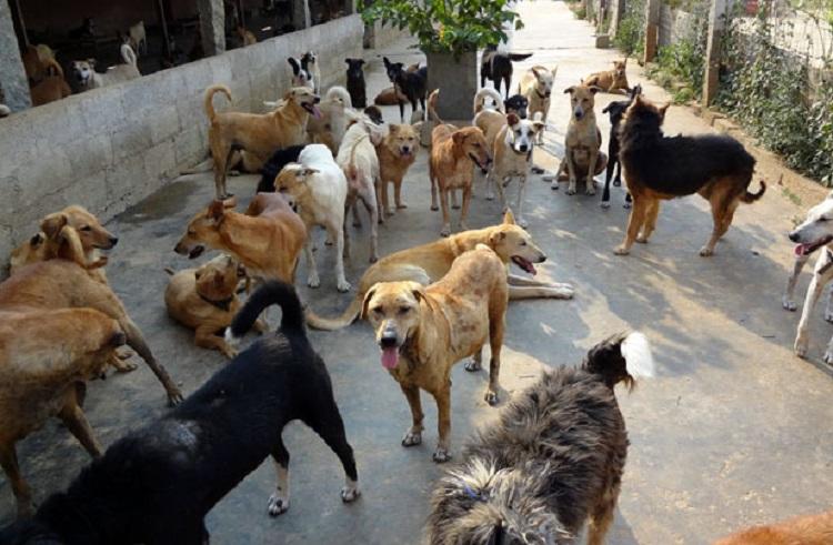 Nearly 100 Dogs Poisoned in Telangana