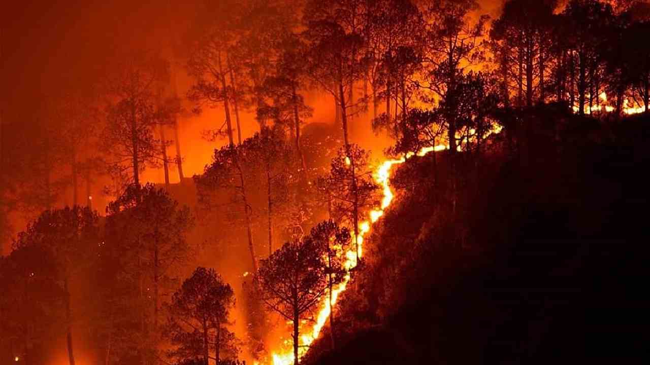 Massive Fire in Sariska Forest: Tiger Population Threatened