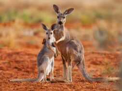 Kangaroos