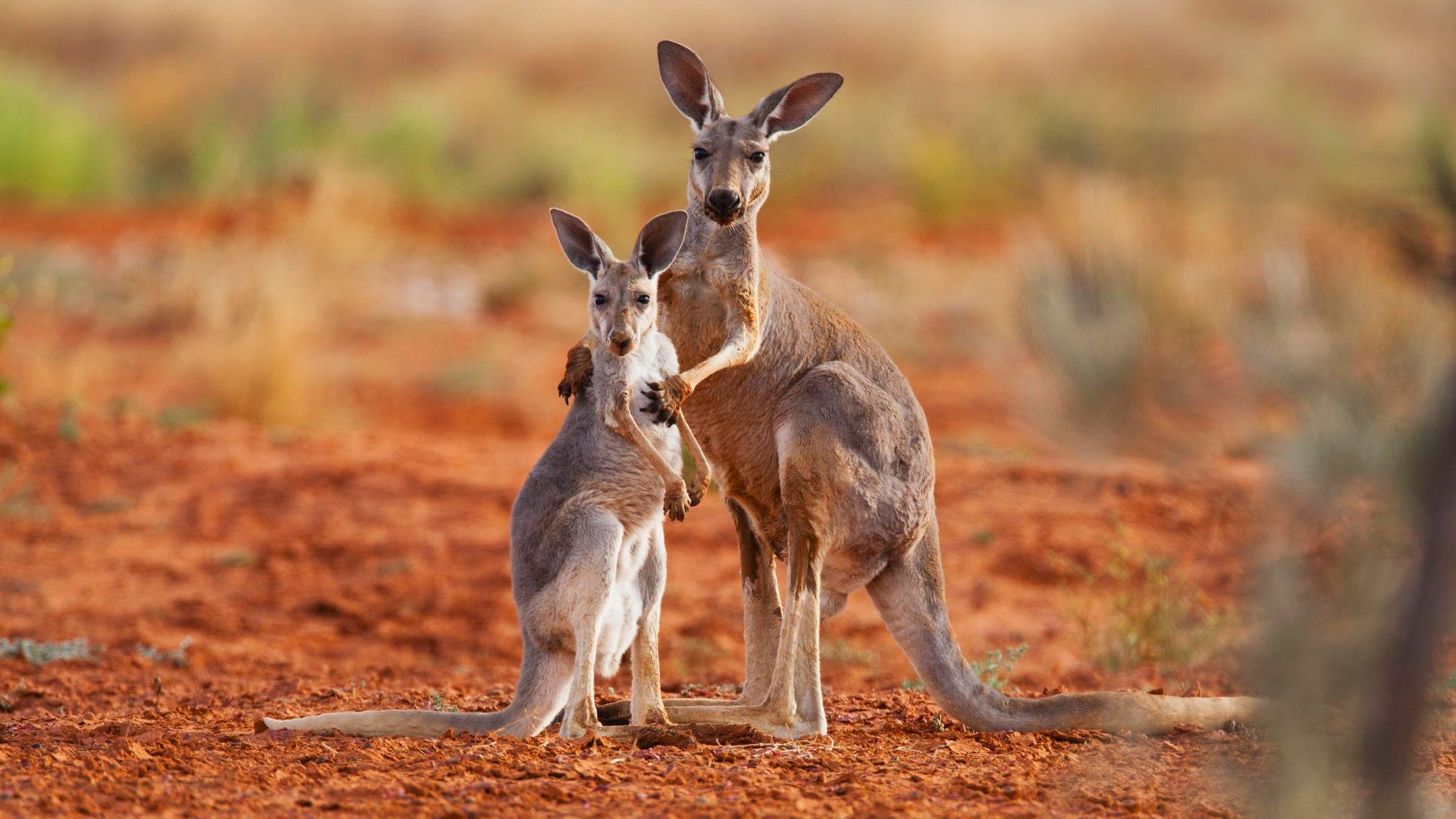 Probe Ordered on Finding Three Injured Kangaroos in West Bengal Forest