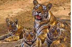 Maharashtra Forest Department to translocate 4 tigresses