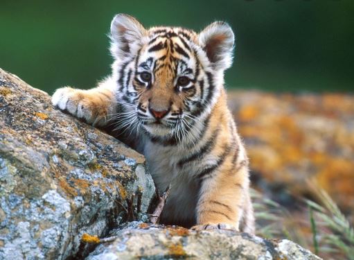 Madhya Pradesh: Eight-month-old tiger cub found dead in Barbuspura area