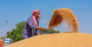 Wheat Procurement Period Extended