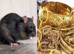 Miracle: Mumbai Police Recover Gold worth Rs Five Lakhs “From Rat”