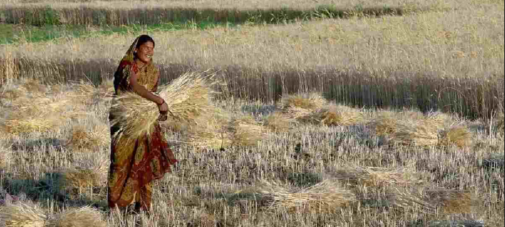 Food security: Turkey rejects Indian wheat, causes health concerns