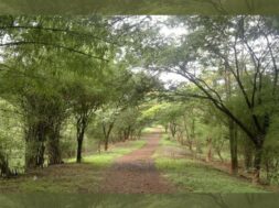 Aarey Forest