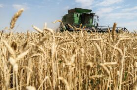 Harvesting wheat in Kherson Region