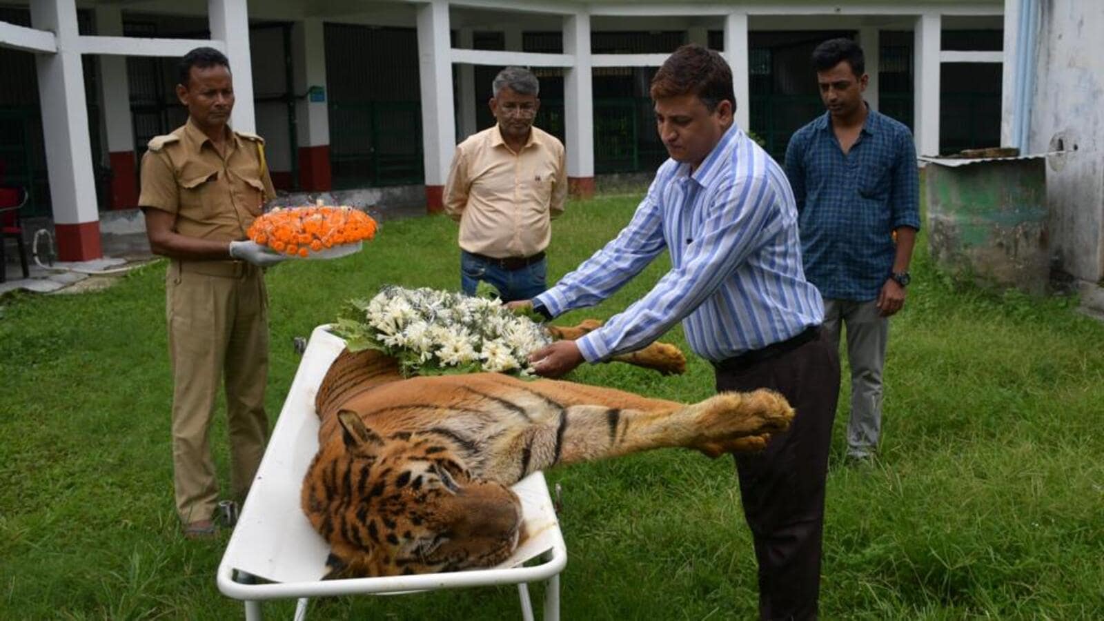 Oldest Tiger Dies in West Bengal