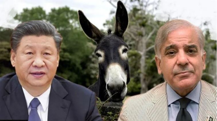 China expresses more interest in importing Dogs and donkeys from Pakistan: Report