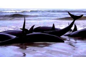NZL Whales