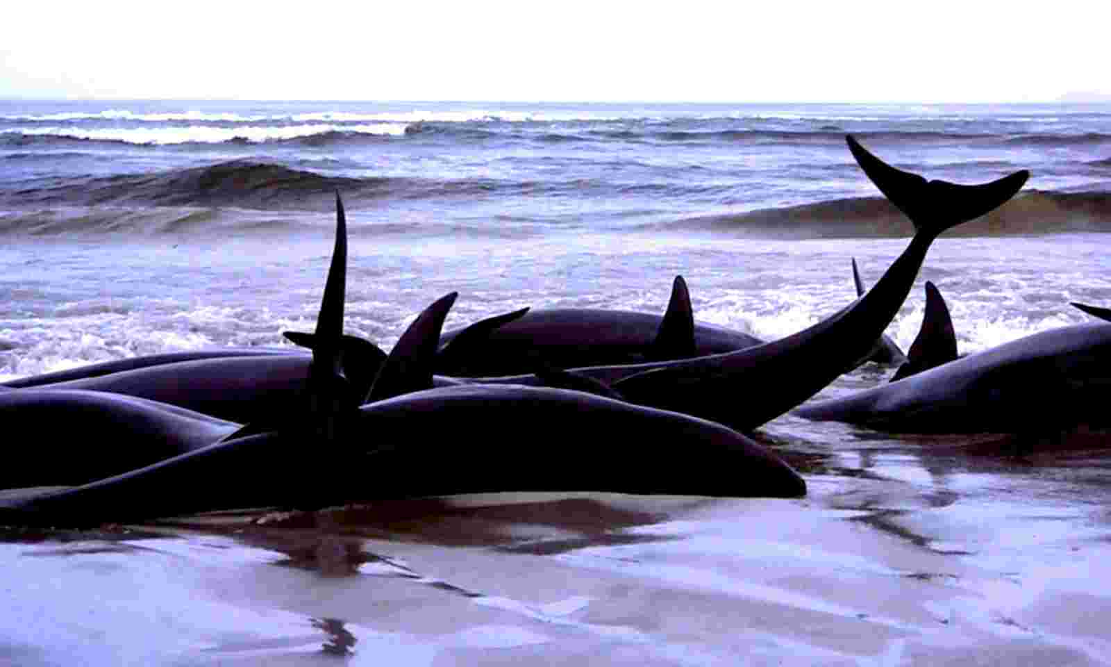 New Zealand: More than 450 whales dead after stranding on islands