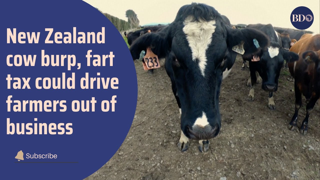 No ‘burp and fart tax’: NZ farmers protest the world’s first greenhouse tax