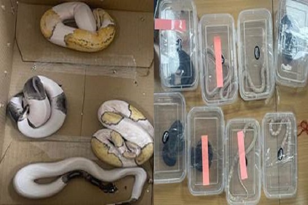DRI recover 18 non-indigenous animals from Smugglers at Bangalore airport