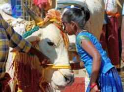 A child offers prayers to a cow on the occasion of Maatu Pongal