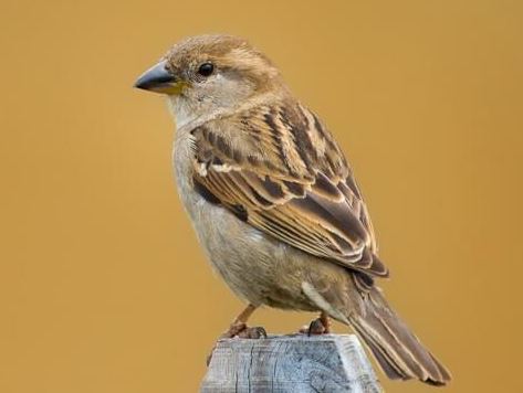 Celebrating “World Sparrow Day” on March 20 with the theme “I Love Sparrow”