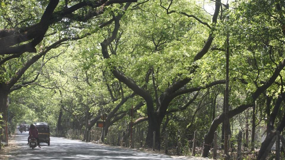 MMRCL Fined Rs 10 Lakhs for Felling Trees in Aarey Colony