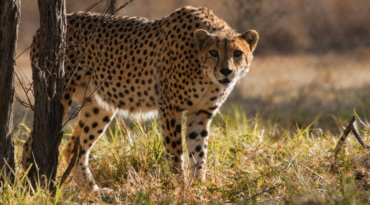 Loss of Two Cheetahs in Kuno is “Within the Expected Mortality Rate”